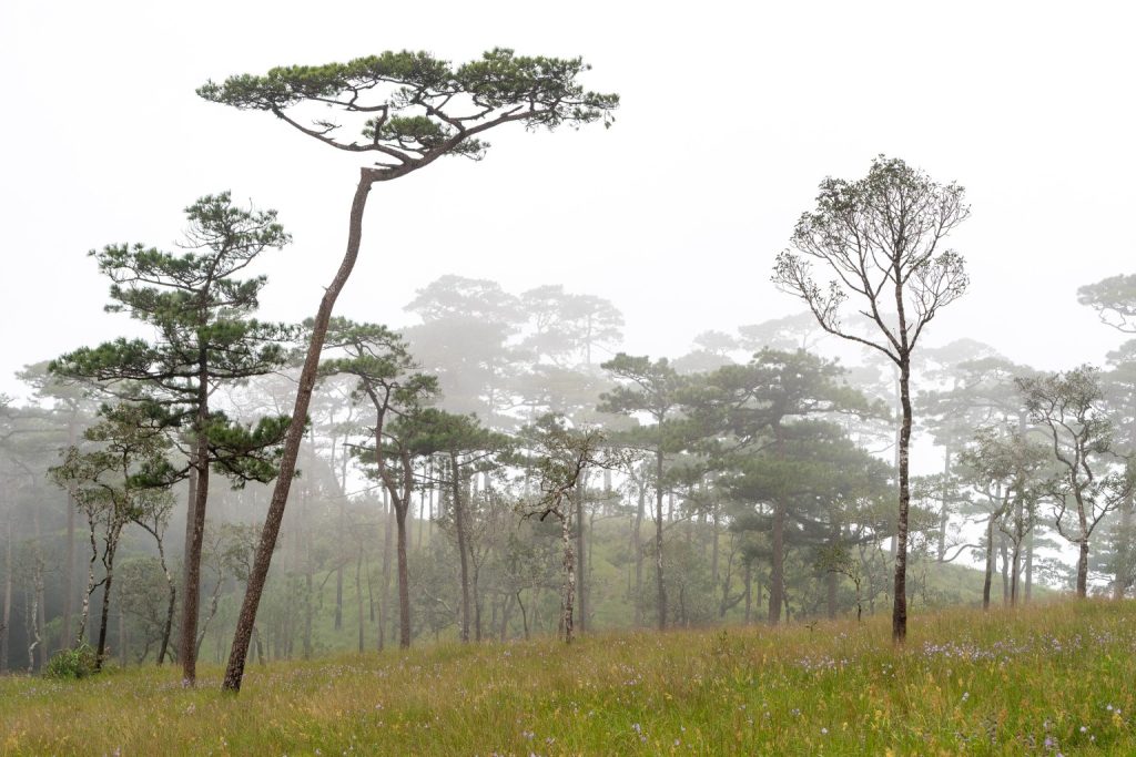 รูป : อุทยานแห่งชาติภูสอยดาว